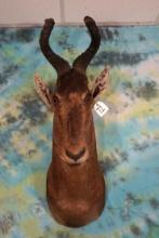 Record Book African Hartebeest Shoulder Taxidermy Mount
