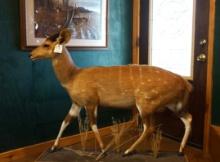 Full Body African Harnessed Bushbuck Antelope Taxidermy Mount