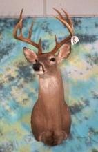 8pt. North Texas Whitetail Deer Shoulder Mount Taxidermy