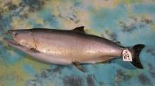 34" Real Skin Silver Salmon Taxidermy Fish Mount