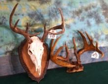 Whitetail Deer Skull on Panel with Extra Whitetail Deer Rack Taxidermy