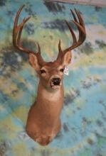 10pt. Texas Whitetail Deer Shoulder Taxidermy Mount