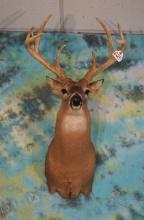 10pt. Indiana Whitetail Deer Shoulder Taxidermy Mount