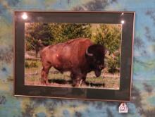 Framed American Bison Bull Print