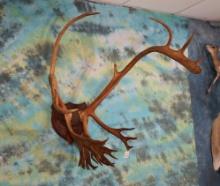 Caribou Antlers on Plaque Taxidermy