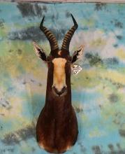 African Blesbuck Antelope Shoulder Taxidermy Mount