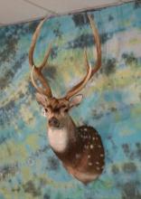 Gorgeous Axis Deer Shoulder Taxidermy Mount