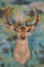 Spotted Fallow Deer Shoulder Taxidermy Mount