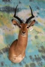 African Southern Impala Shoulder Taxidermy Mount