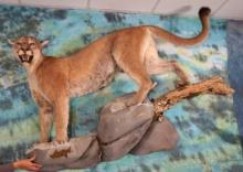 Big Record Class Mountain Lion Full Body Mount in Habitat