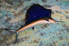 Beautiful Brand New! Pacific Sailfish 6ft. 2" Fiberglass Taxidermy Reproduction Fish Mount