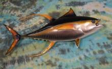 Brand New! 5ft.9" Yellow Fin Tuna Fiberglass Reproduction Taxidermy Fish Mount