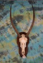 African Waterbuck Antelope Skull on Panel Taxidermy