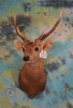 Hog Deer Shoulder Taxidermy Mount **Texas Residents Only! **