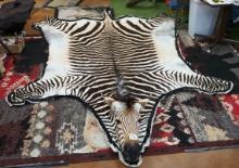 Beautiful Extra Large Zebra Rug Double Felted & Padded Taxidermy Mount