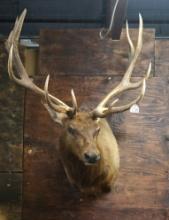 Nice 7 x 7 Rocky Mountain Elk Shoulder Taxidermy Mount
