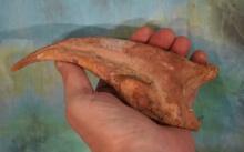 Awesome, Authentic, & Extremely Rare 7 1/2" Spinosaur Dinosaur Hand Claw Fossil