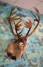 Gold Medal Record Book Mountain Caribou Shoulder Taxidermy Mount
