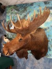 Gold Medal Record Book Canadian Moose Shoulder Taxidermy Mount