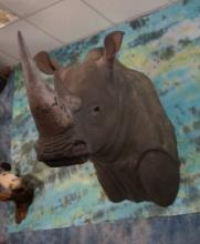 African Southern White Rhino Shoulder Fiberglass Reproduction Taxidermy Mount