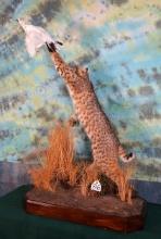 Large Northern Bobcat Leaping for Ptarmigan Full Taxidermy Mount in Habitat