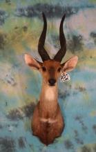 #4 All Time SCI Record Book Chobe Bushbuck Shoulder Antelope Taxidermy Mount