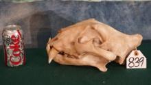 Brand New High Quality Bengal Tiger Fiberglass Reproduction Complete Skull