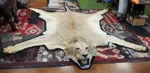 African Lion Rug Taxidermy Mount **Texas Residents Only! **