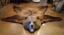 Beautiful Interior Grizzly Bear Rug Taxidermy Mount