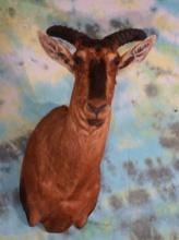 African Tsessebee Antelope Shoulder Taxidermy Mount