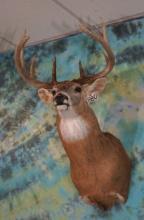Nice 10pt. Wisconsin Whitetail Deer Shoulder Taxidermy Mount