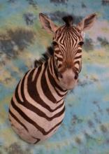 Beautiful African Zebra Shoulder Taxidermy Mount
