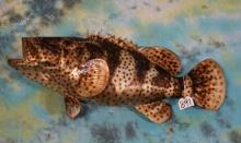 Brand New 36" Goliath Grouper Fiberglass Reproduction Taxidermy Fish Mount