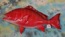 Brand New 36" Red Snapper Fiberglass Reproduction Taxidermy Fish Mount