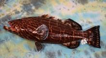 Brand New 45" Black Grouper Fiberglass Reproduction Taxidermy Fish Mount