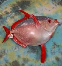 Brand New 31 1/2 Ocean Perch Fiberglass Reproduction Taxidermy Fish Mount