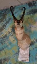 Boone & Crockett Pronghorn Antelope Shoulder Taxidermy Mount 84 Net All Time Book