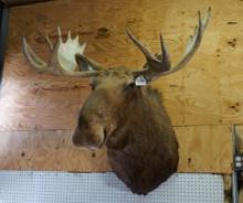 Canadian Moose Shoulder Taxidermy Mount
