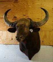 World Record Asian Guar Shoulder Taxidermy Mount **Texas Residents Only!**