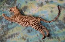Beautiful Leaping Leopard Full Body Taxidermy Mount **Texas Residents Only!**
