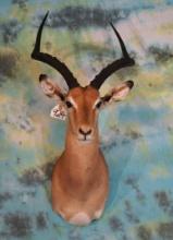 African Southern Impala Shoulder Ram Taxidermy Mount