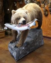 Alaskan Brown Bear with Salmon Full Body Taxidermy Mount in Habitat