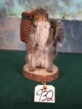 Full Body Squirrel Packing Out Nuts Novelty Taxidermy Mount
