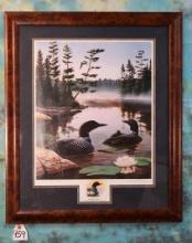 Framed Print of Loons