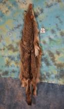 Tanned Coyote Full Tanned Skin Taxidermy