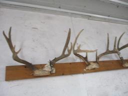 Whitetail & Mule Deer Antlers-9 Sets