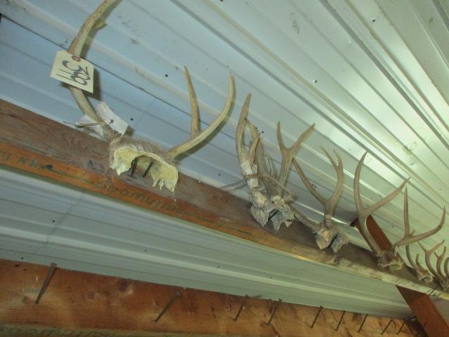 Right Side Whitetail Deer Taxidermy Antlers-17 Sets
