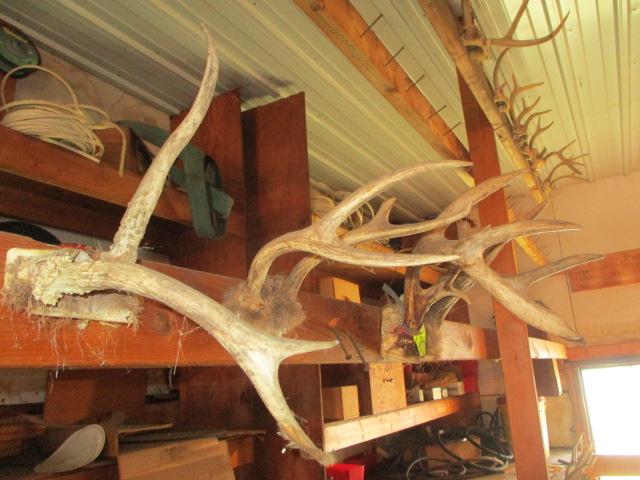 Right Side Whitetail Deer Taxidermy Antlers-17 Sets