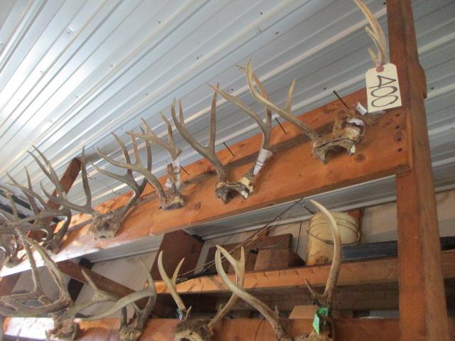 Left Side Whitetail/Mule Deer Taxidermy Antlers-17 Sets