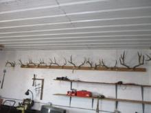 Whitetail & Mule Deer Antlers-9 Sets